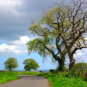 Country road between Amble and Alnmouth, Northumberland.