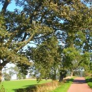 Country lane at Alnwick, - Northumberland.