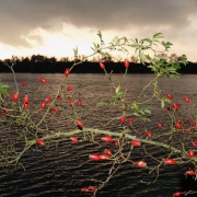Rosehips by lakeside, Calvert, Buckinghamshire