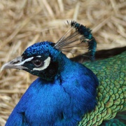 Peacock in Saltwell Park