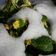 Primulas in the snow