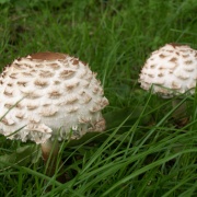 Autumn fungi