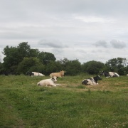 Axminster Cows