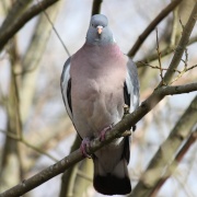 Wood Pigeon at Astbury Mere