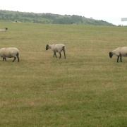 Sheep in fields near Dover Castle