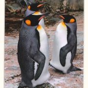 Penguins at Birdland