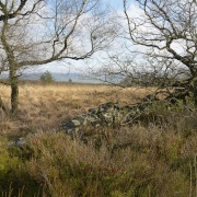 Stone Wall on Moorland above Meerbrook, Staffordshire