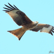Red Kite in Harewood, Yorkshire