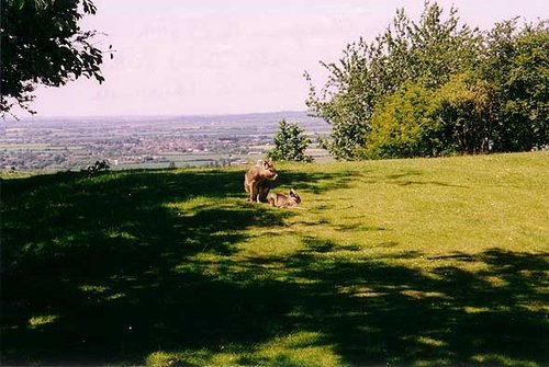 A picture of Whipsnade Wild Animal Park