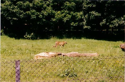 A picture of Whipsnade Wild Animal Park