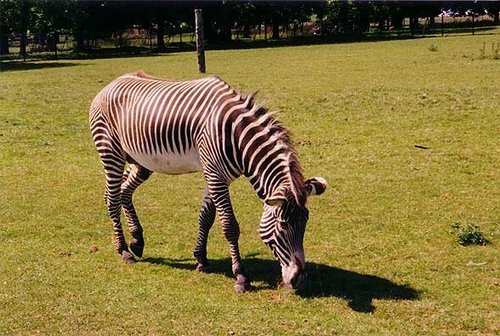 A picture of Whipsnade Wild Animal Park