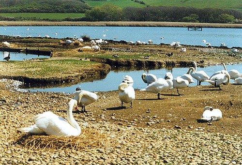 A picture of Abbotsbury Swannery