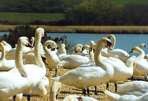 A picture of Abbotsbury Swannery