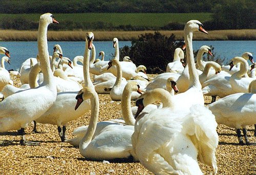 A picture of Abbotsbury Swannery