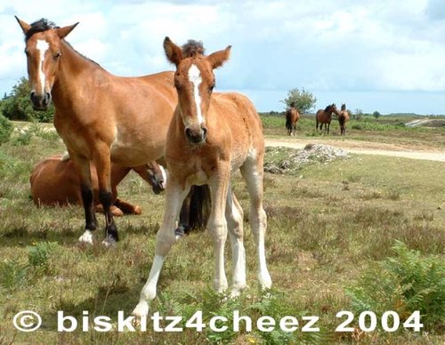 New Forest Ponies