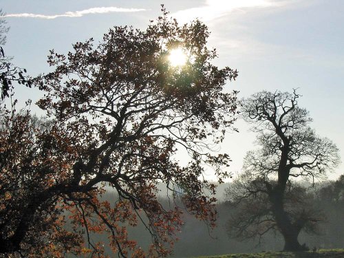 Calke Park, Derbyshire,  on a December day