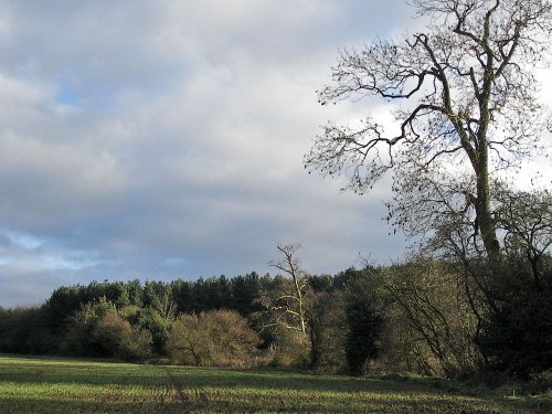 Robin Wood, near Ticknall