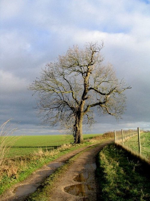 Lone tree by track leading to Robin Wood