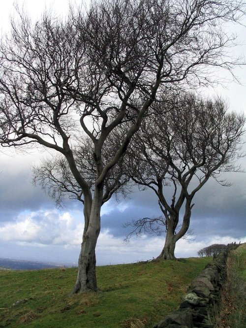 Trees in a field by a lane near Macclesfield (Sutton/Langley area)