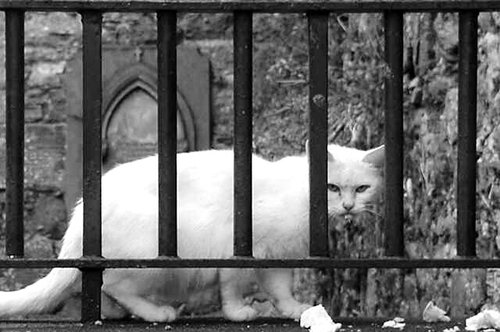 Stray Cat Stut - Waterford