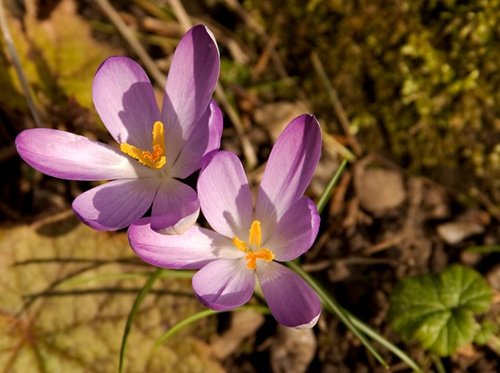 Spring Flowers, Ness Gardens