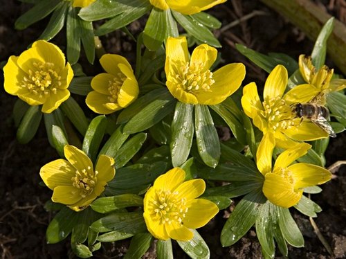 Aconites, Ness Gardens