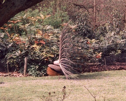 Peacock displaying on the grounds of Leeds Castle.