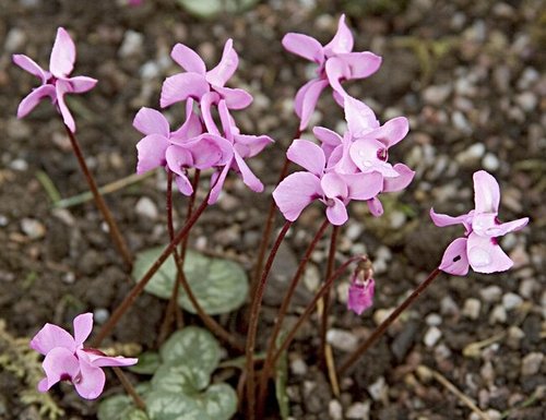 Cyclamen, Ness Gardens