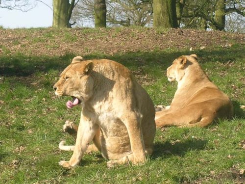 Knowsley Safari Park, Merseyside