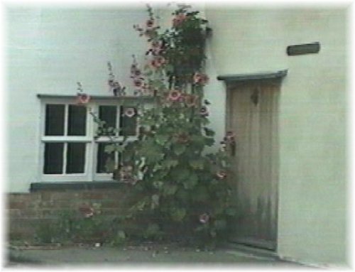 Hollyhocks grow by a cottage door.  Saffron Walden, Essex.