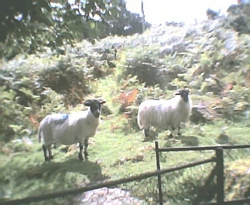 Sheep on the Moor