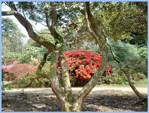 Tree shapes at Exbury Gardens