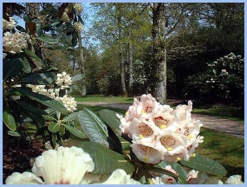 Woodland Path at Exbury Gardens, Hampshire