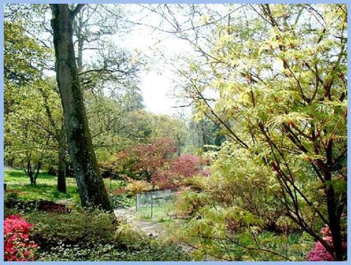 Woodland Path at Exbury Gardens, Hampshire