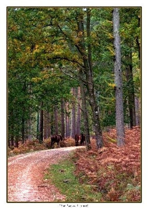 The tranquility of The New Forest.  This was taken not far from Lyndhurst. Nr Bodre Wood.