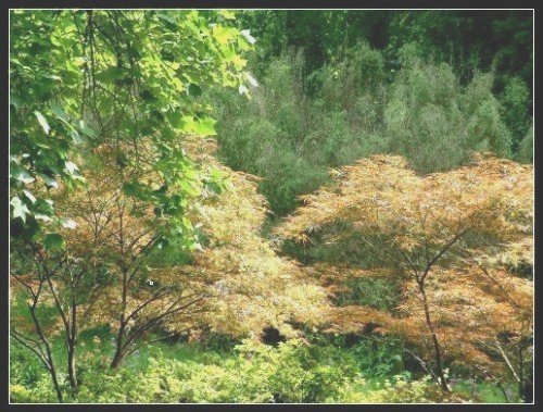 Exbury Gardens.  Hampshire. England.