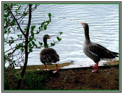 Wild-life at Lakeside Park, Easleigh, Hampshire