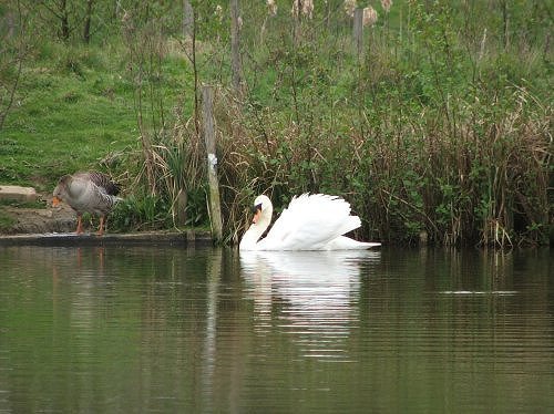 Wild-life at Lakeside Park Eastleigh, Hampshire