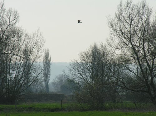 Maud Heath, Chippenham, Wiltshire. Spring 2005