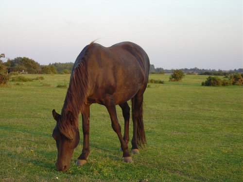 New Forest Pony