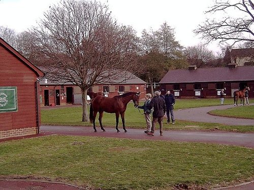 Tattersalls Horse Auctions, Newmarket 2003