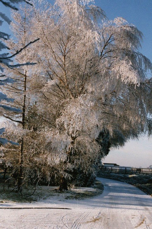 Frosty Morning in Pinchbeck, Lincolnshire