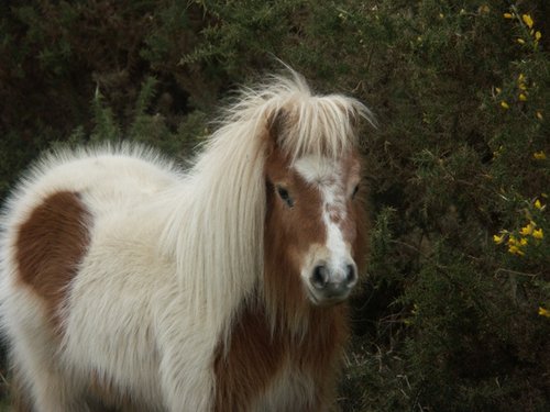 New Forest Pony, Lyndhurst