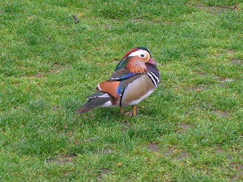 Mandurin Duck, St. James Park, London