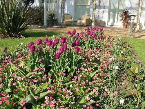 Charles Darwin's House - Tulips