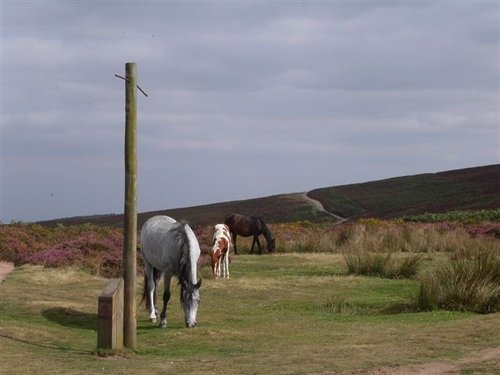 Quantock Hills, Somerset