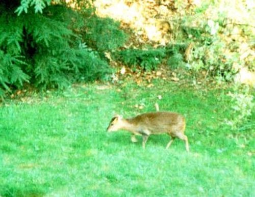 Monkjack Deer in Tilgate Forest Country Park