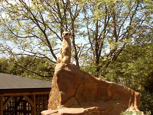 Meerkat lookout at Exmoor Zoo