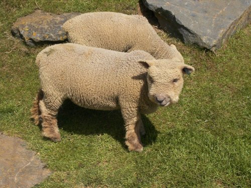 Colchester Zoo, Essex