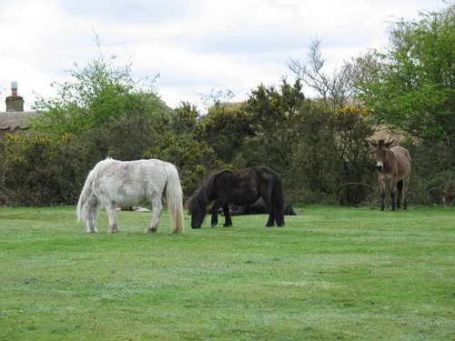 New Forest Ponies